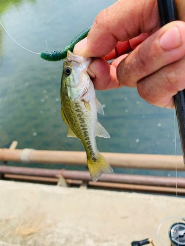 ラージマウスバスの釣果