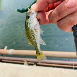 ラージマウスバス