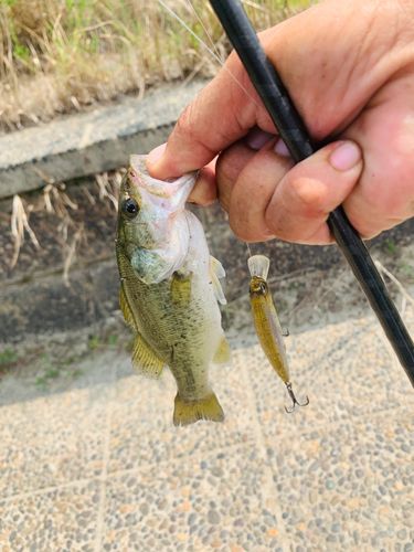 ラージマウスバスの釣果