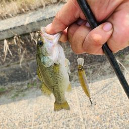 ラージマウスバス