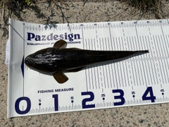 コチの釣果