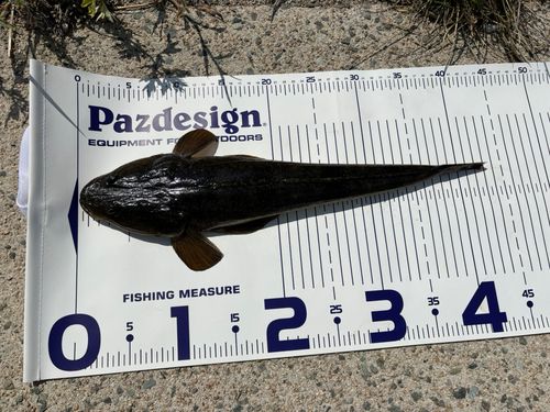 コチの釣果