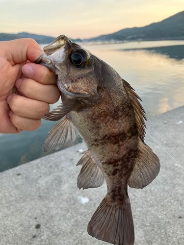 メバルの釣果