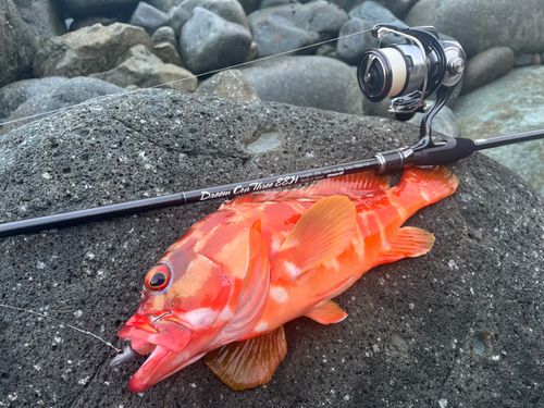 アカハタの釣果