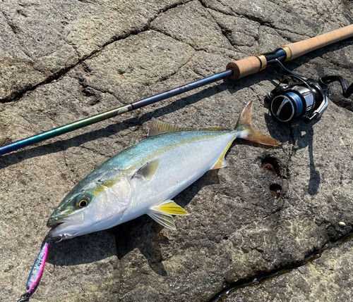 ワカシの釣果
