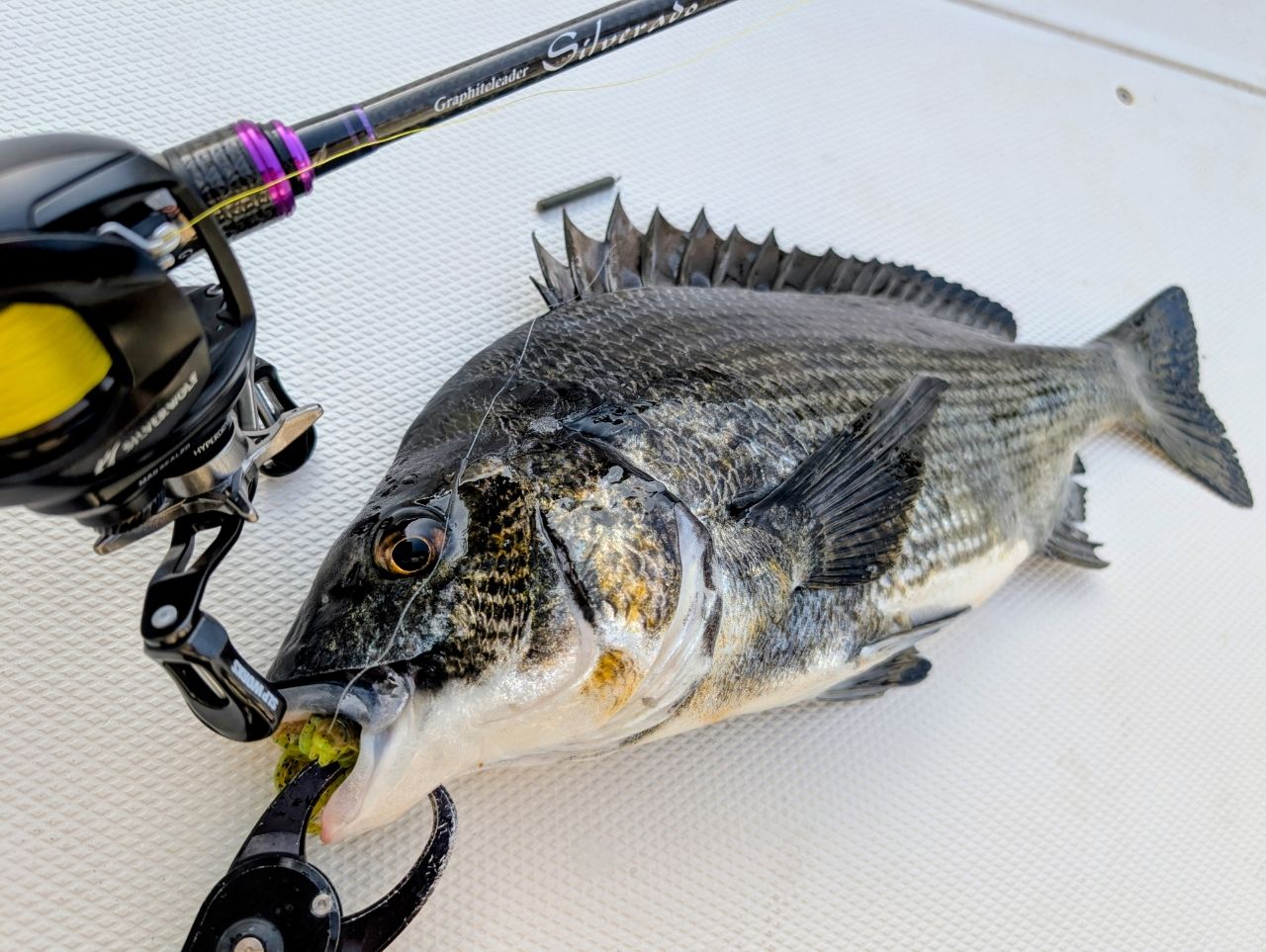 DAIWA - ダイワ　22シルバーウルフSV TW 1000XH PEスペシャル ダイワ シルバーウルフ SV TW PE SPECIAL 1000XHL (リール) 価格