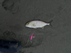 ショゴの釣果