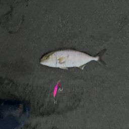 ショゴ