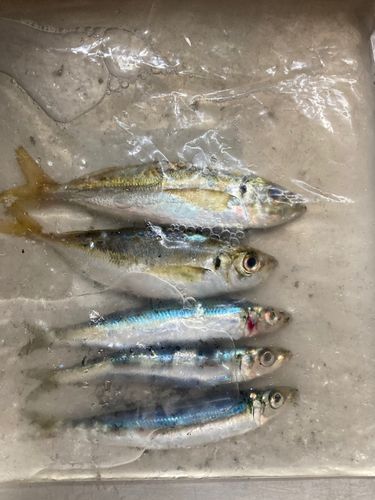 アジの釣果