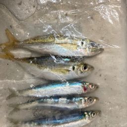 アジ