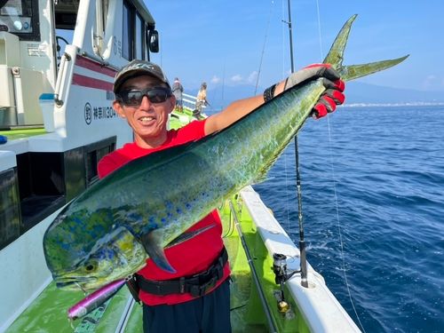 シイラの釣果