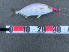 ショゴの釣果