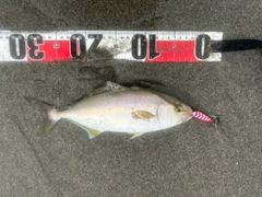 ショゴの釣果