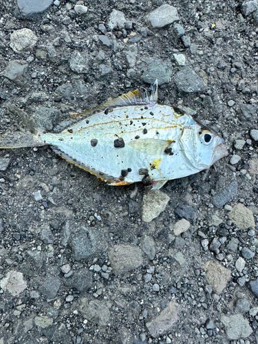 ヒイラギの釣果