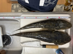 マゴチの釣果