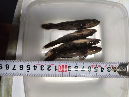 ハゼの釣果