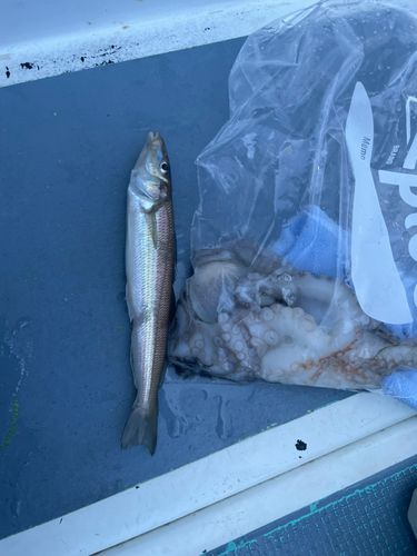 シロギスの釣果