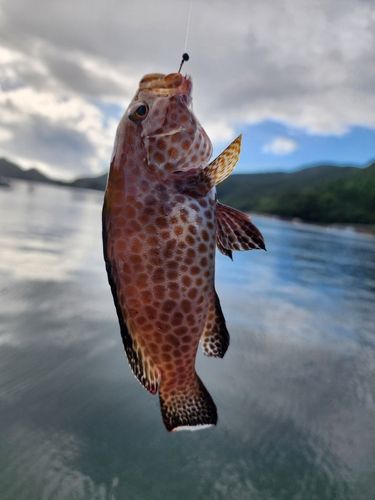 オオモンハタの釣果
