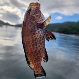 オオモンハタ
