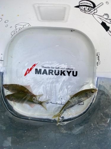 カネヒラの釣果