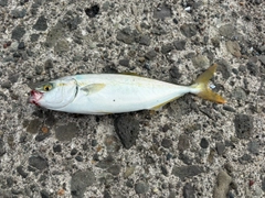 ワカシの釣果