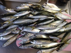 マサバの釣果