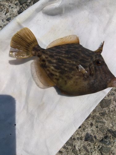 カワハギの釣果