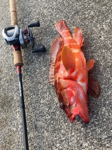 アカハタの釣果