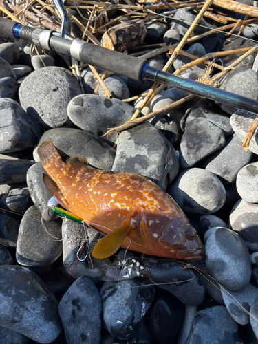 アコウの釣果