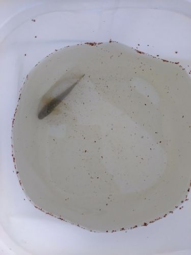 ハゼの釣果