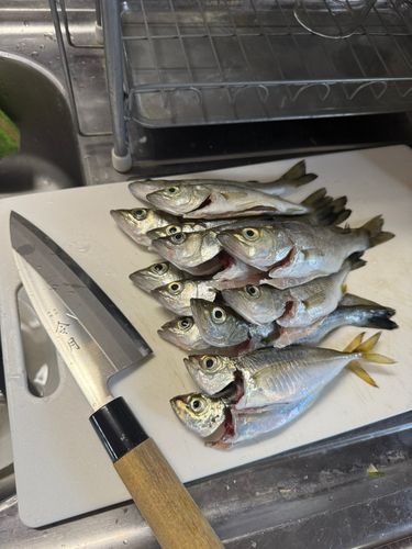 釣果