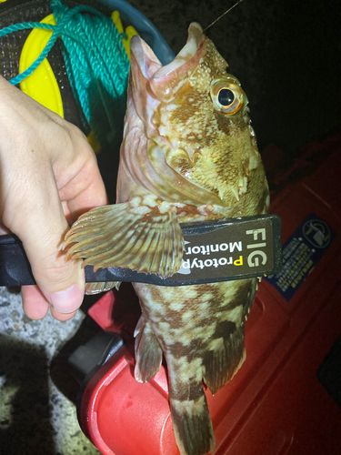 カサゴの釣果