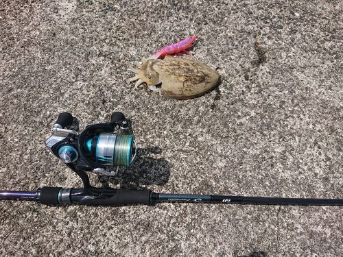 イカの釣果