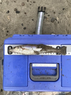 シロギスの釣果
