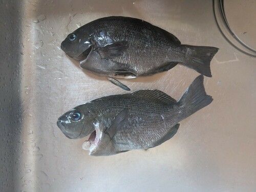 メジナの釣果