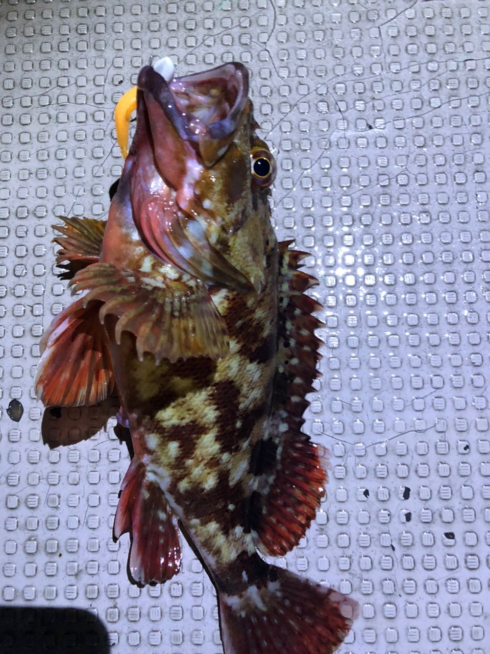 カサゴ