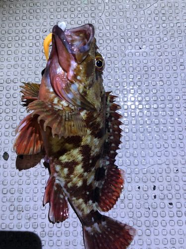 カサゴの釣果