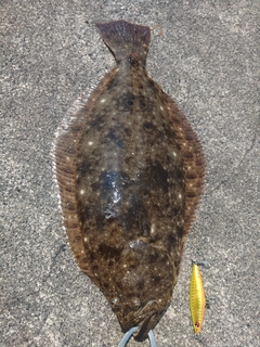 ソゲの釣果