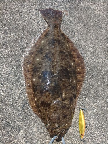 ソゲの釣果