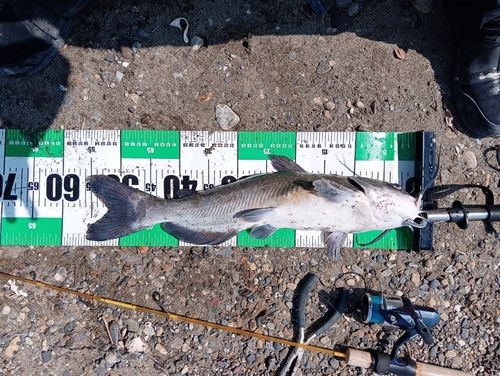 アメリカナマズの釣果