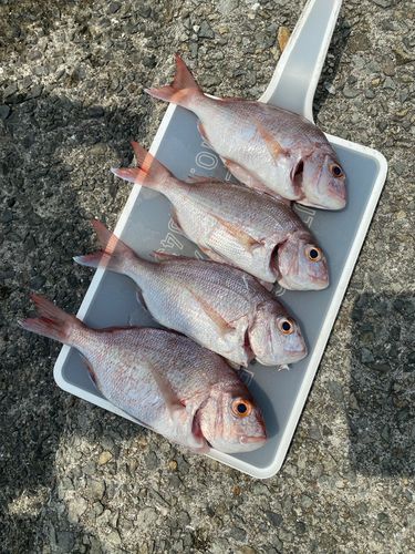 釣果