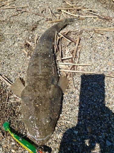 マゴチの釣果