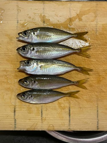 アジの釣果