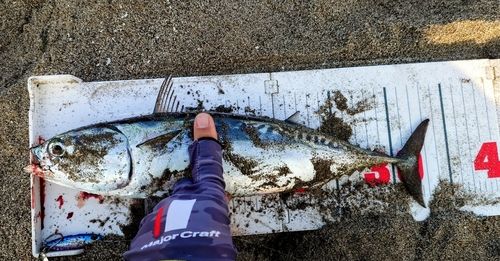 マルソウダの釣果