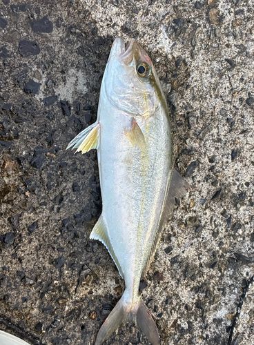 カンパチの釣果