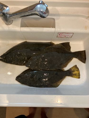 ヒラメの釣果