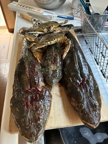 マゴチの釣果