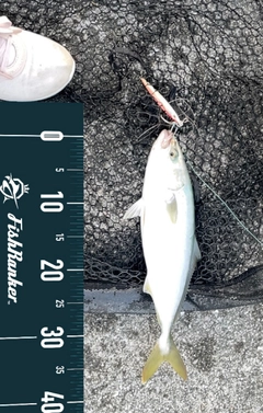 ヤズの釣果