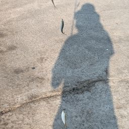 サッパ