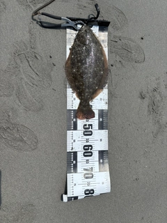 ヒラメの釣果
